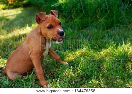 puppy breed American Staffordshire Terrier on a green grass