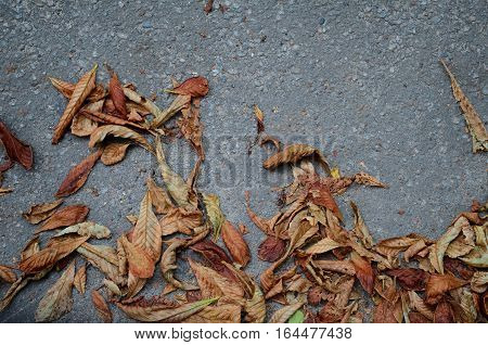 Fallen chestnum autumn leaves on background of gray asphalt road
