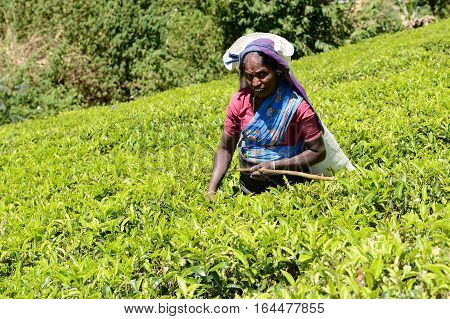 NUWARA ELIA SRI LANKA - FEBRUARY 20: Tea picking in Sri Lanka hill country. Nuwara Eliya on February 20 2015