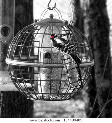 black and white photo of hairy woodpecker on feeder with red