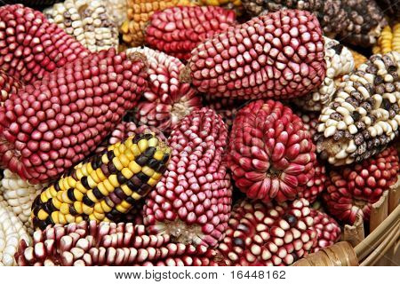 페루에서 색깔의 옥수수 cobs