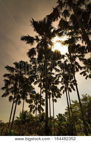 Silhouette of plam trees with sky background.