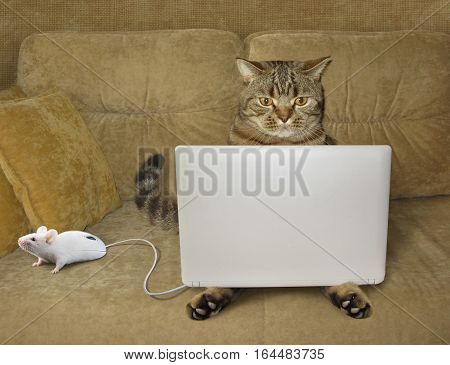 The cat is sitting on a couch and staring at his laptop. There is a computer mouse next to him. This mouse looks like a real mouse.