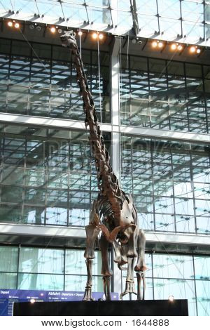Scheletro di dinosauro