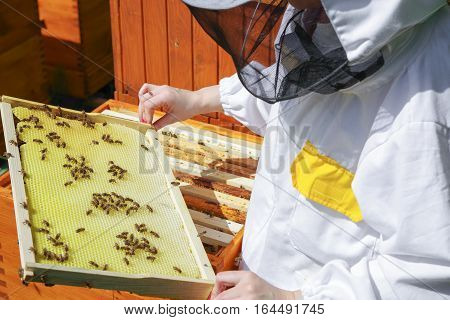 Apiculture - a lot of bees in beehive. Woman beekeeper in white worksuite