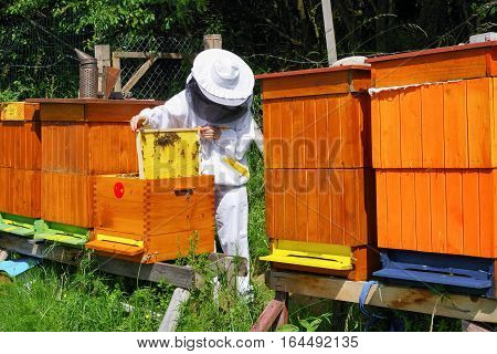 Apiculture - beekeeper in white worksuite wtih lot of bees