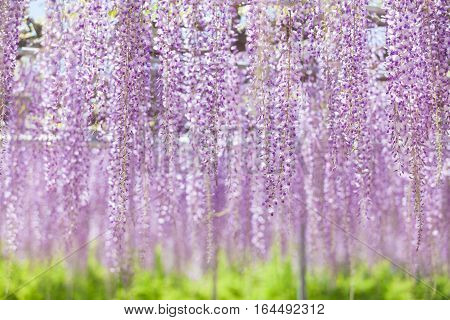 Beautiful wisteria bloomimg in end of spring season