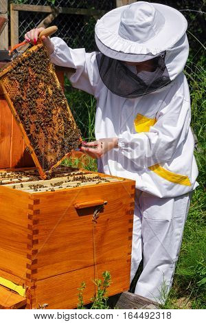 Woman beekeeper in white worksuite with bees in beehive