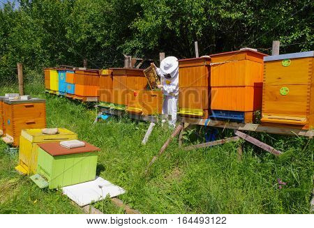 Beekeeper in white worksuite near beehives with bees