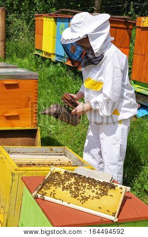 Woman beekeper in white suit with bees