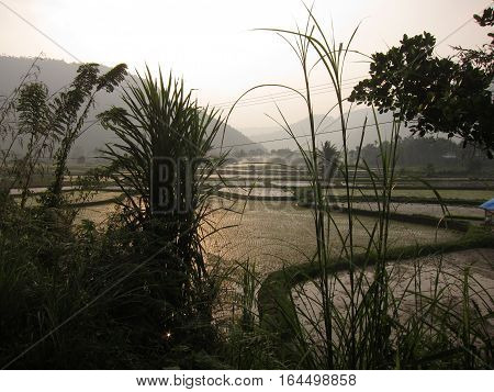 View of rice paddies in Haurau valley