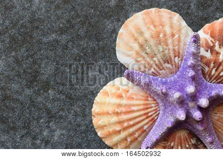 Beautiful colored sea shells on stone background mazarine