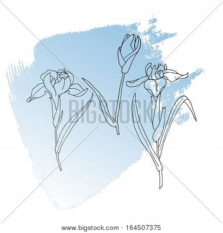 Flower Gladdon Doodle Flourish graphic with ornate pattern.