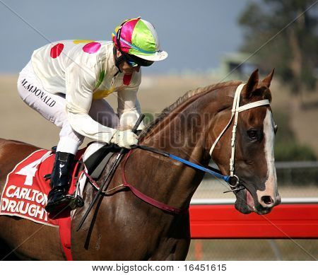 MELBOURNE - FEBRUARY 21: Our Schatzi Boy before the start of the Ritchies Communities Benefits Plate, won by Quantum Fire at Yarra Glen on February 21, 2010 near Melbourne, Australia.