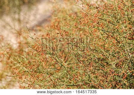 Camel thorn (alhagi) bush with beans of autumn in the Kyzylkum desert Uzbekistan