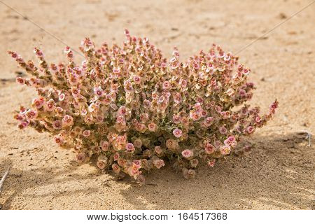 Fruit of salsola like flowers. Fructiferous salsola in the Kyzylkum desert in the fall.