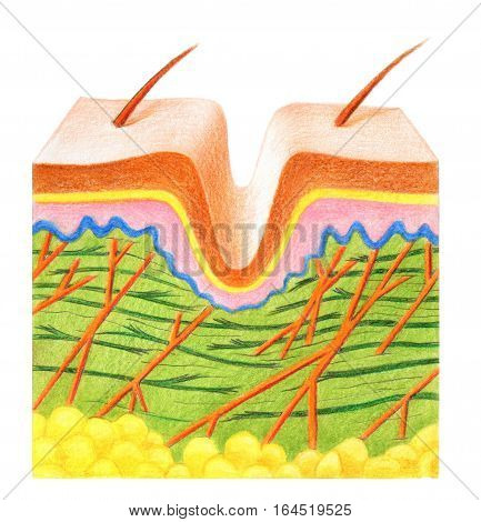 Structure of old skin on a white background