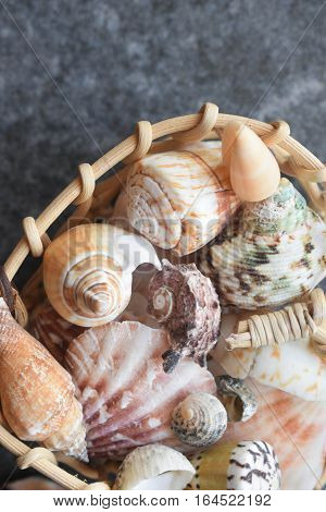 Beautiful colored sea shells on stone background mazarine