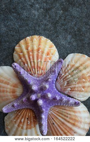 Beautiful colored sea shells on stone background mazarine