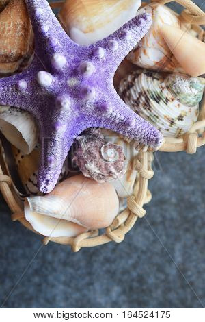 Beautiful colored sea shells on stone background mazarine