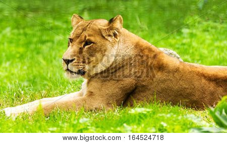 Lioness female. Panthera leo. Wild animal and wildlife