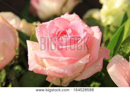 Big pink rose with water drops after a rainshower