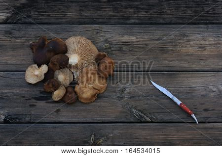mushrroms in old wood and knife .