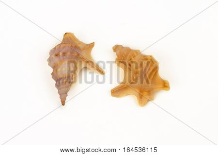Sea shell on white background close up