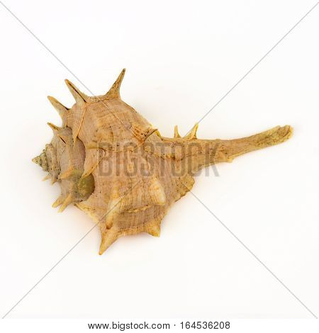 Sea shell on white background close up