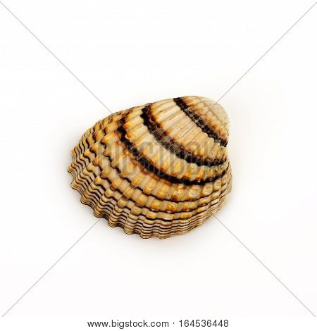 Sea shell isolated on white background close up