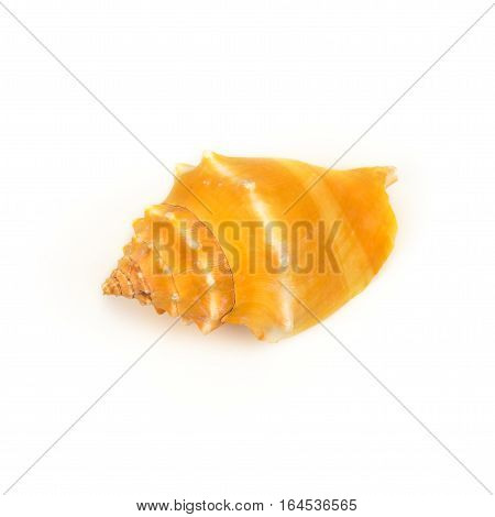 Sea shell isolated on white background close up