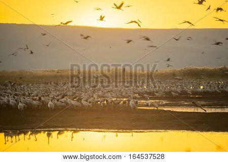 Common Crane Birds In Agamon Hula Bird Refuge