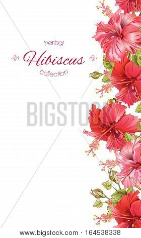 Vector red tea vertical banner with hibiscus flowers on white background. Botanic frame. Design for packaging, tea shop. Can be used as dreeting card and wedding invitation. With place for text