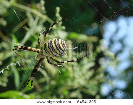 wasp spider sitting on a spider web on a green background.