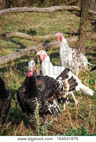 turkeys graze near a wooden fence in the village.