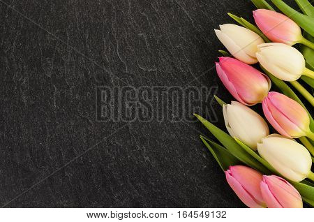 White and bink tulip flowers on slate background