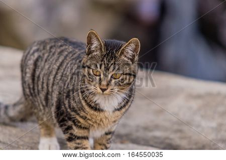 Close up of a black and white tabby cat standing on a large bolder