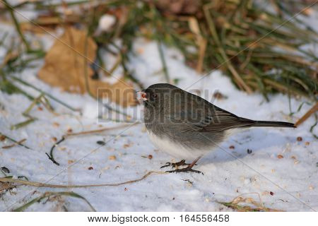 Dark Eyed Junco Feeding In The Snow