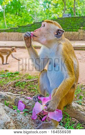 The toque macaque eats the petal of pink lotus flower sitting on the tree's roots Anuradhapura Sri Lanka.