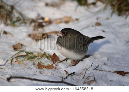 Dark Eyed Junco Feeding In The Snow