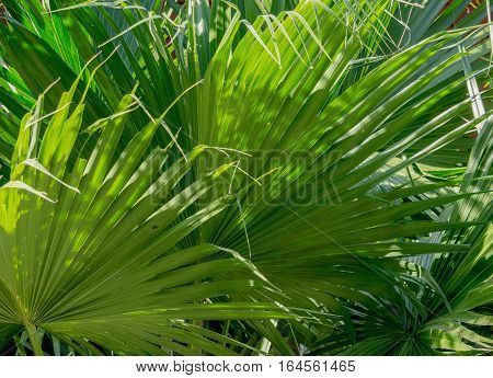 close up green palm leaves texture background