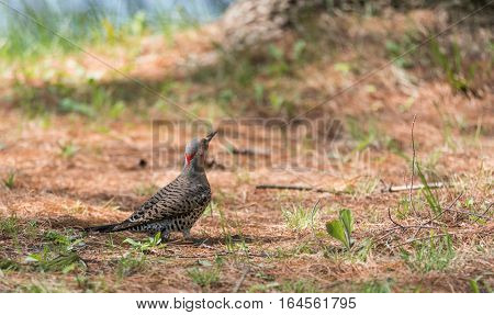 Happy North American Yellow Shafted Flicker - Colaptes auratus -  on the woodland floor in spring hunting for grubs in the ground.