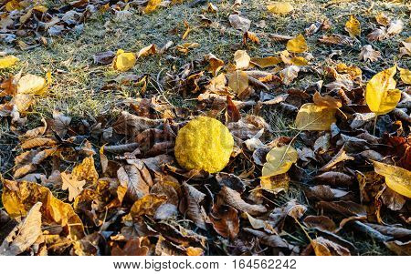 Maclura pomifera (known as Osage orange) on a frozen winter morning