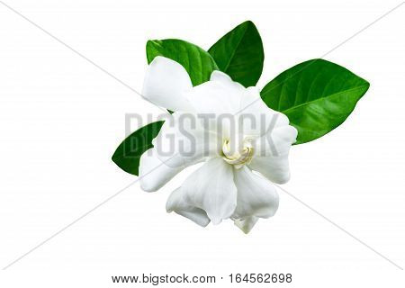 White gardenia (jasminoidesGardenia jasmine) and green leaf isolated on white.Saved with clipping path
