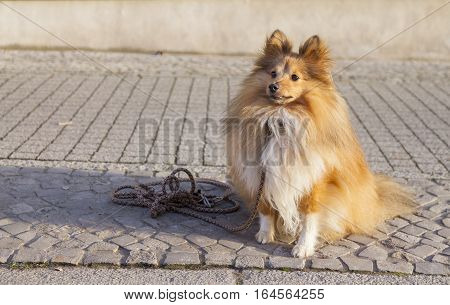Shetland Sheepdog sits with a leash on street