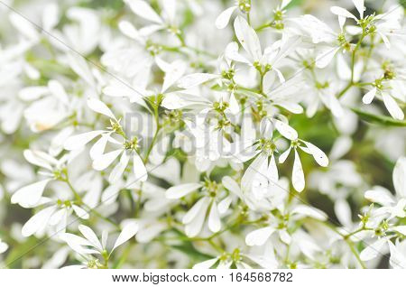 EUPHORBIACEAE Euphorbia leucocephalaLotsy or White Christmas plant in the garden