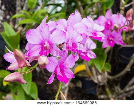 Purple orchids with a blurry background in the park