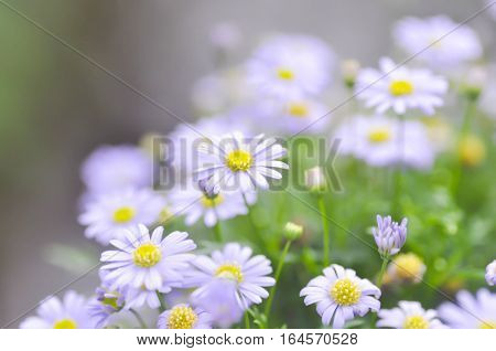 purple Bellis perennis or purple daisy flower in blur background