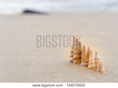 Seashells queuing on the beach in beautiful sunny morning