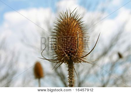 Cardo
